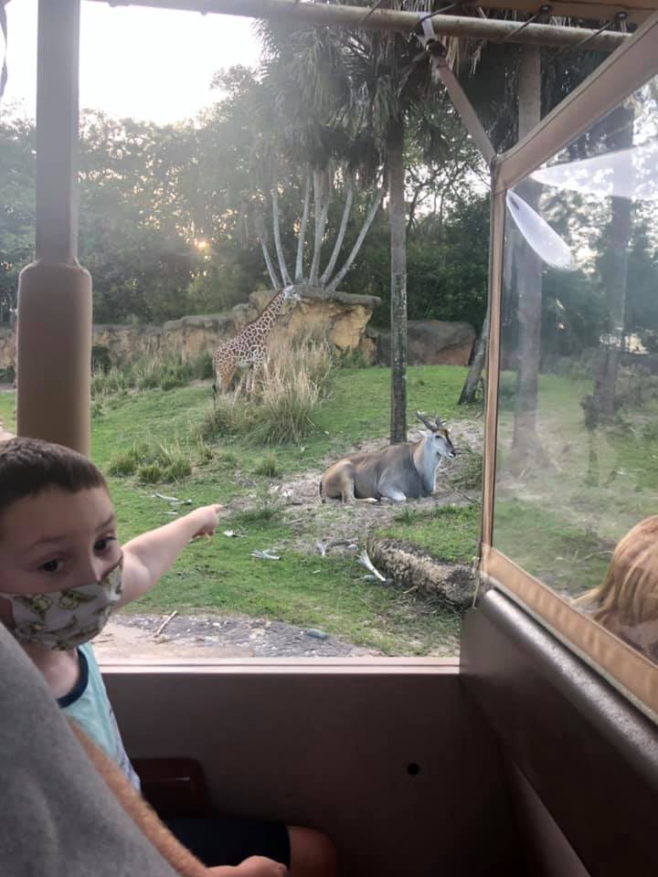 Nolan Animal Kingdom