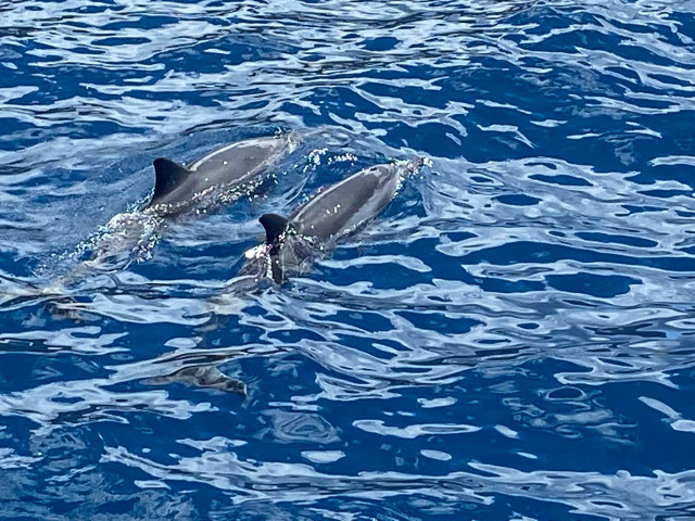 Dolphins