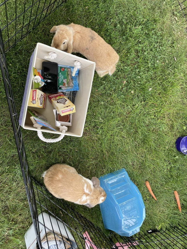 Bunnies in fenced yard